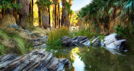 Palm Canyon Creek, California