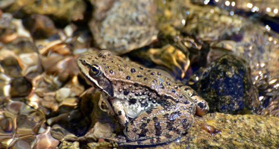 Cottonwood Creek, Idaho