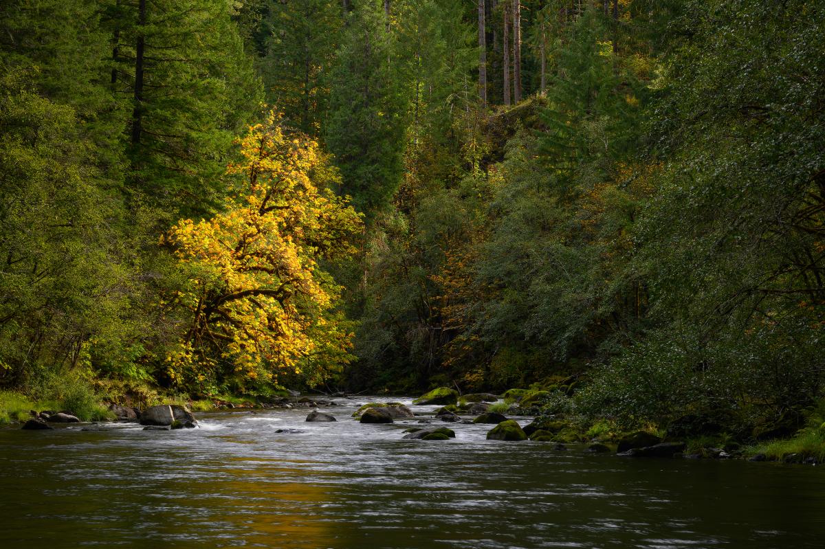 North Fork of the Middle Fork Willamette River, Oregon