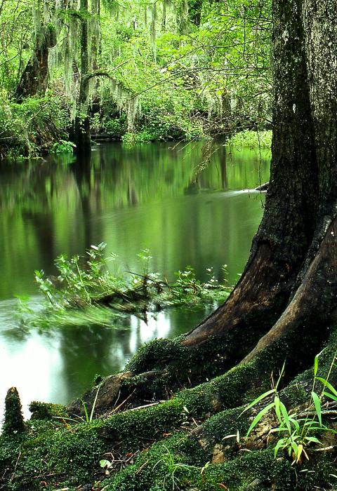 Lumber River, North Carolina