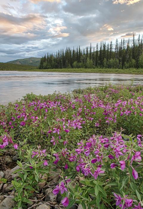 Beaver Creek, Alaska