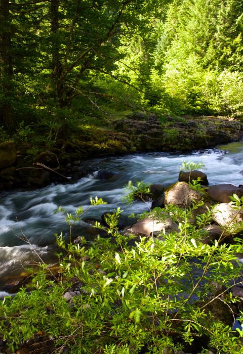 Roaring River, Oregon