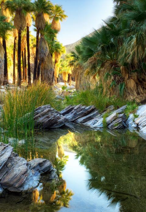 Palm Canyon Creek, California