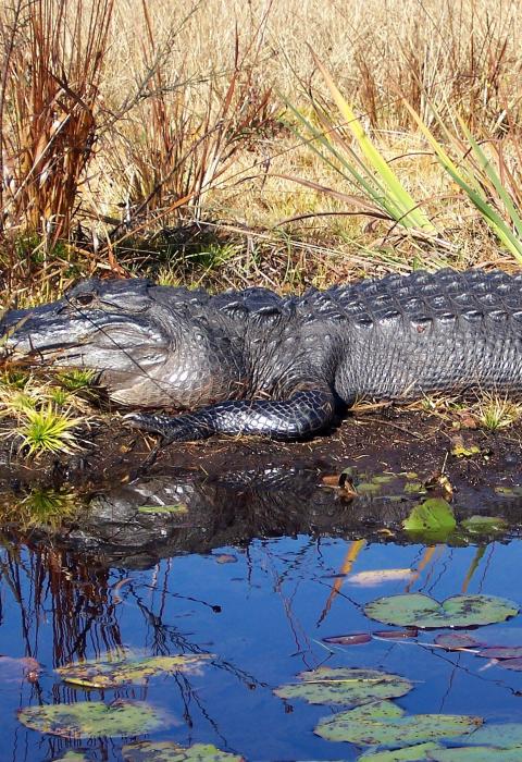 American Alligator