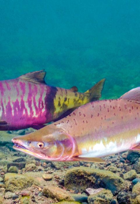 Salmon River, Alaska