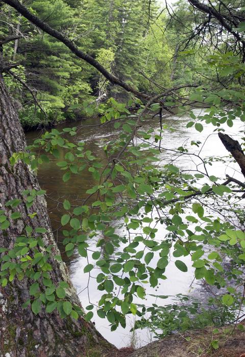 Sturgeon River, Hiawatha National Forest, Michigan