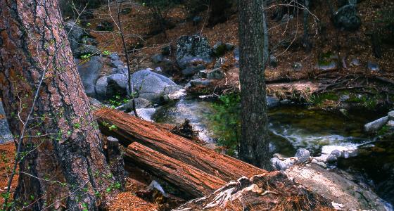 Fuller Mill Creek, California