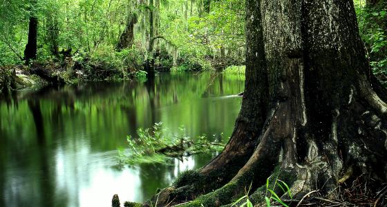 Lumber River, North Carolina