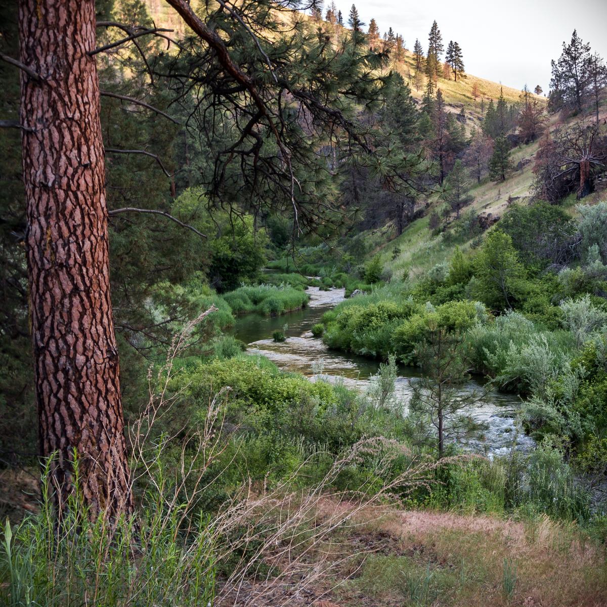 South Fork John Day River, Oregon