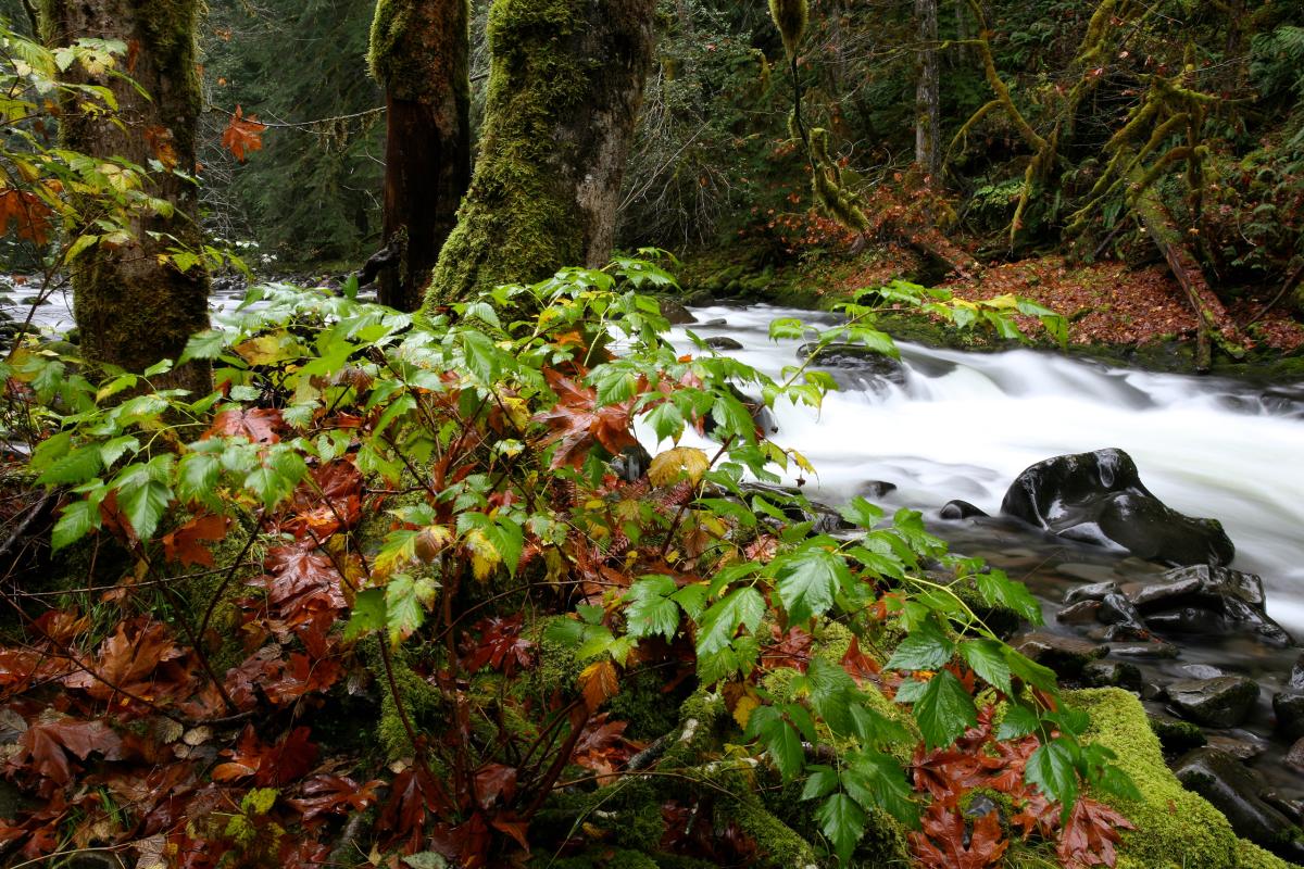 Salmon River, Oregon