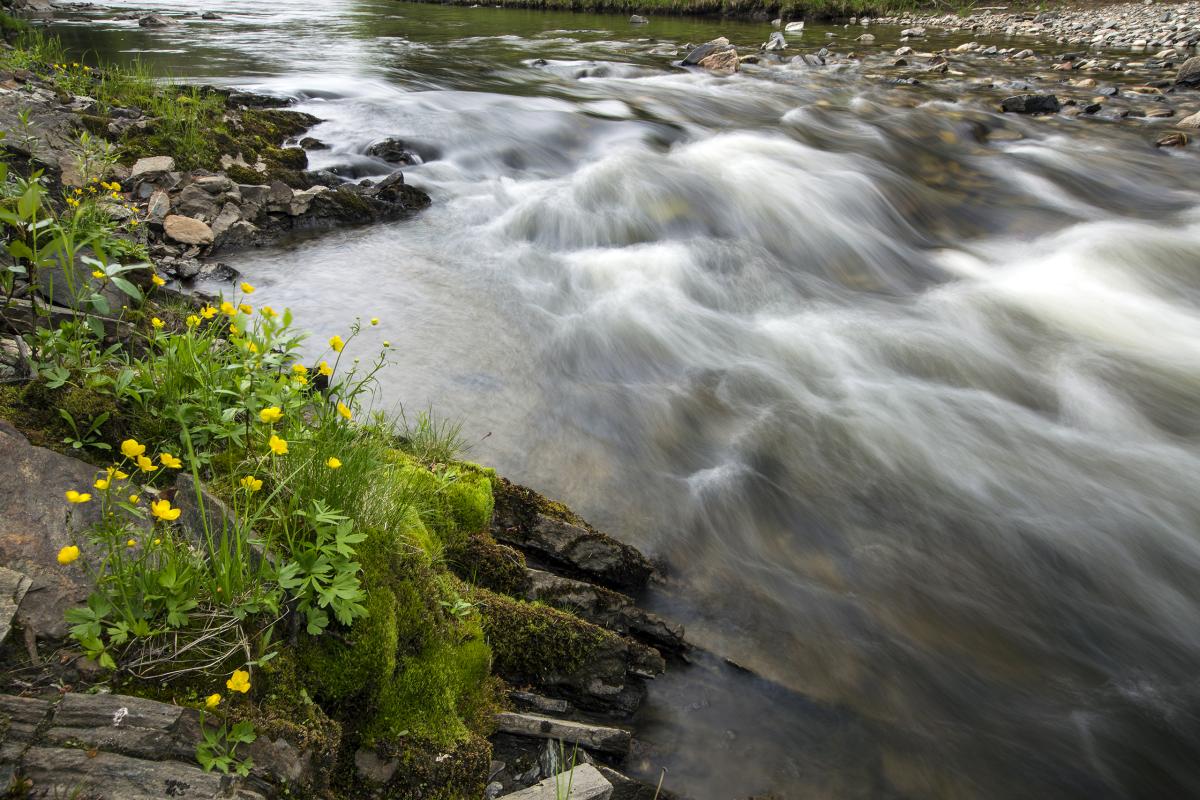 Fortymile River, Alaska