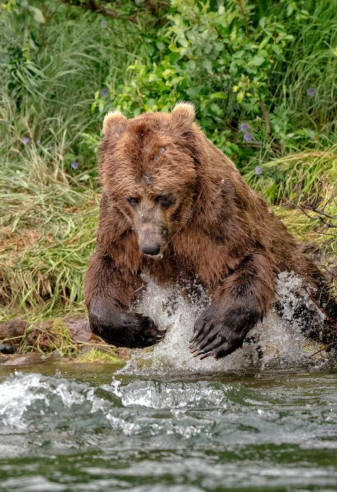 Alagnak River, Alaska