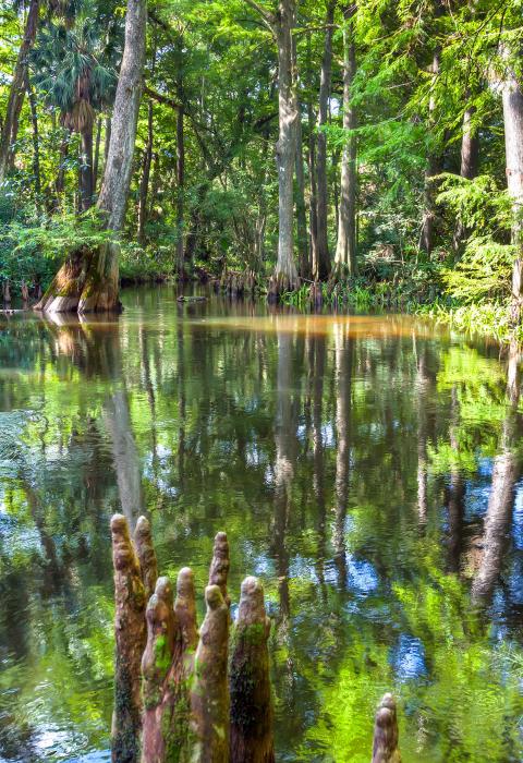 Loxahatchee River, Florida