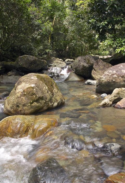 Rio Mameyes, Puerto Rico