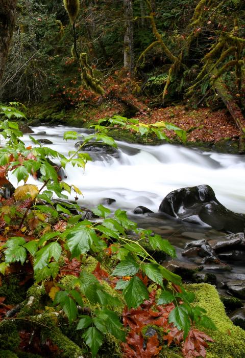 Salmon River, Oregon