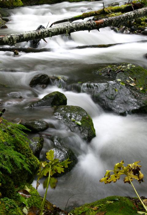 Zigzag River, Oregon