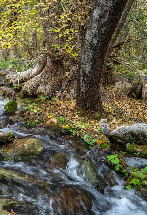 Fossil Creek, Arizona