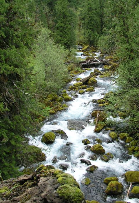 McKenzie River, Oregon