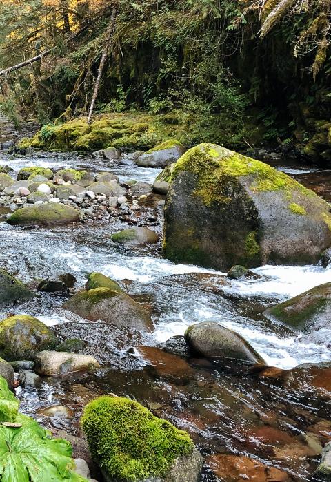 South Fork Roaring River, Oregon