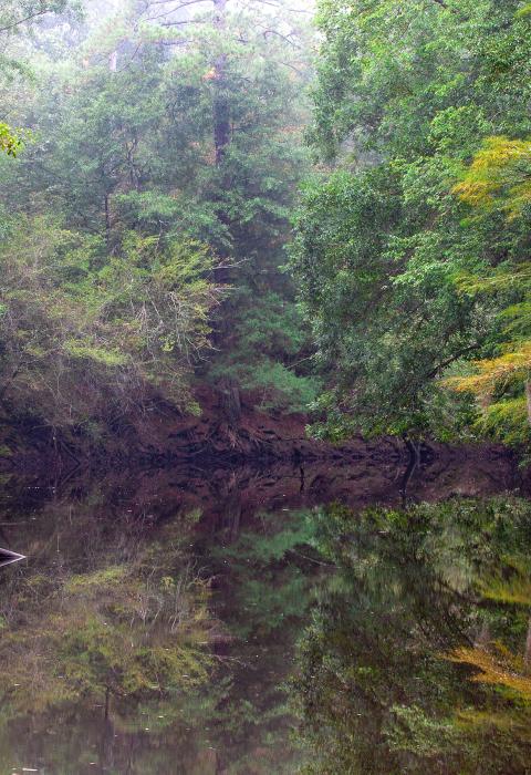 Saline Bayou, Louisiana