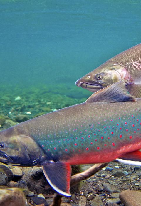 Chilikadrotna River, Alaska