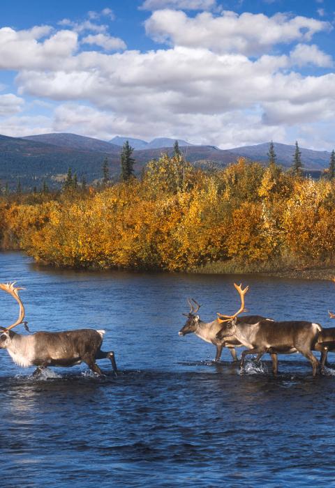 Kobuk River, Alaska