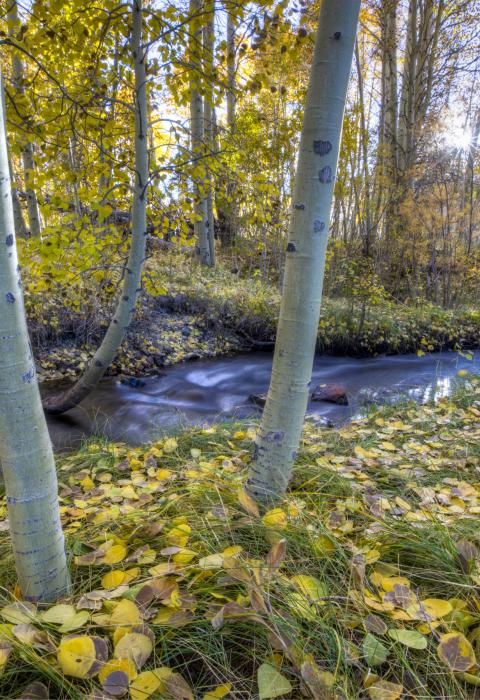 Virginia Creek, California