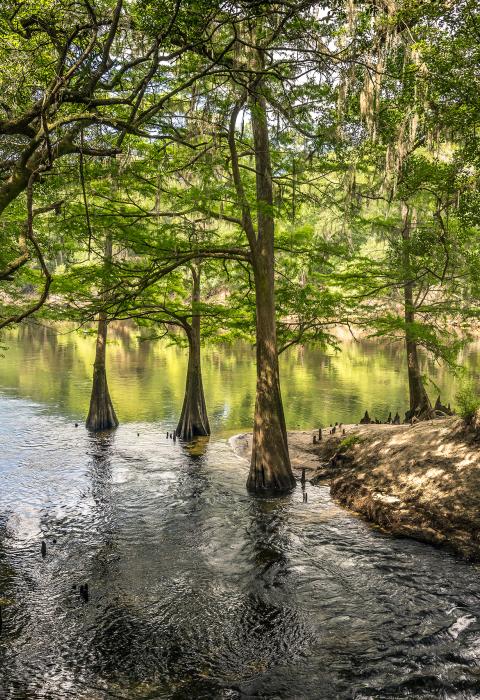 Suwannee River, Florida