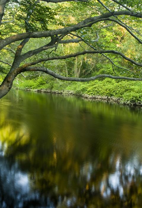 Placid river flowing past thick green vegetation and deciduous trees along the banks.