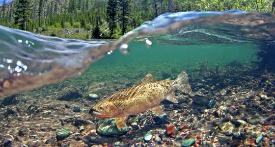 Flathead River, Montana