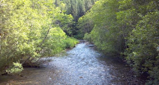 Illabot Creek, Washington