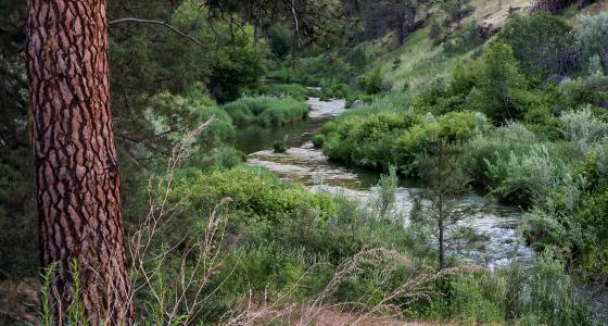 South Fork John Day River, Oregon