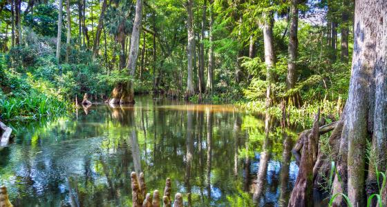 Loxahatchee River, Florida