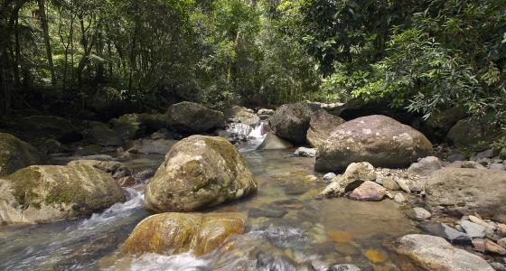 Rio Mameyes, Puerto Rico