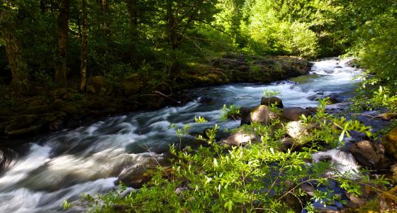Roaring River, Oregon