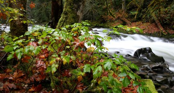 Salmon River, Oregon
