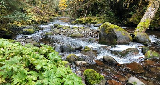 South Fork Roaring River, Oregon