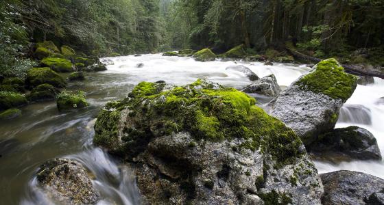 Sauk River, Washington