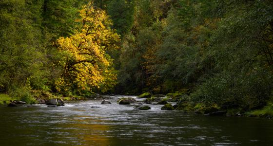 North Fork of the Middle Fork Willamette River, Oregon