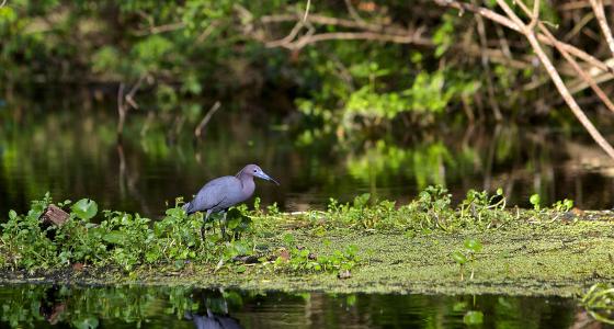 Wekiva River, Florida