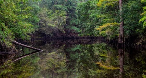 A small, calm body of water surrounded by trees. The water is so calm that it reflects the surrounding trees like a mirror.