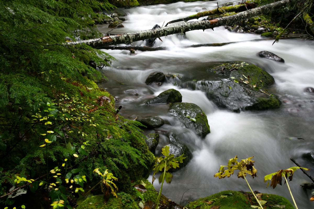 Zigzag River, Oregon