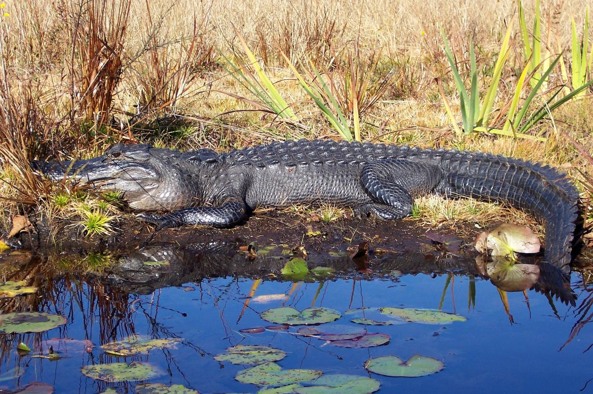 American Alligator