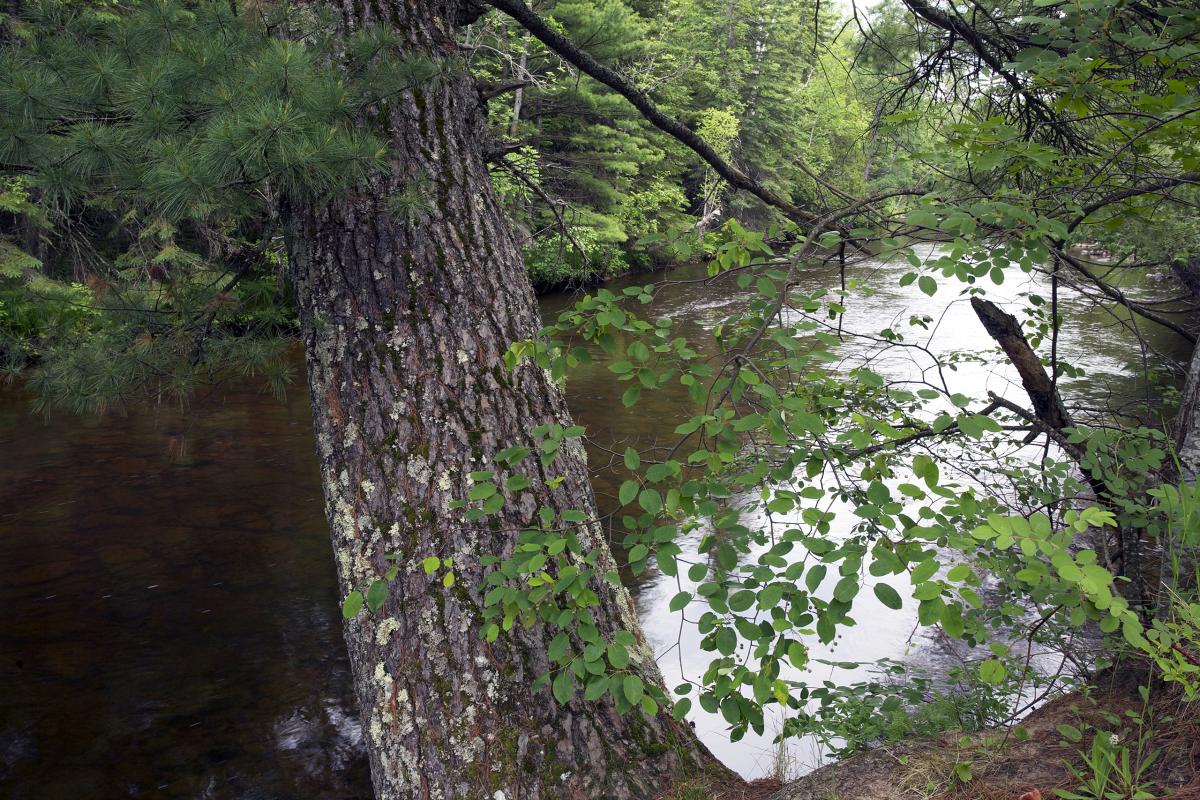 Sturgeon River, Hiawatha National Forest, Michigan