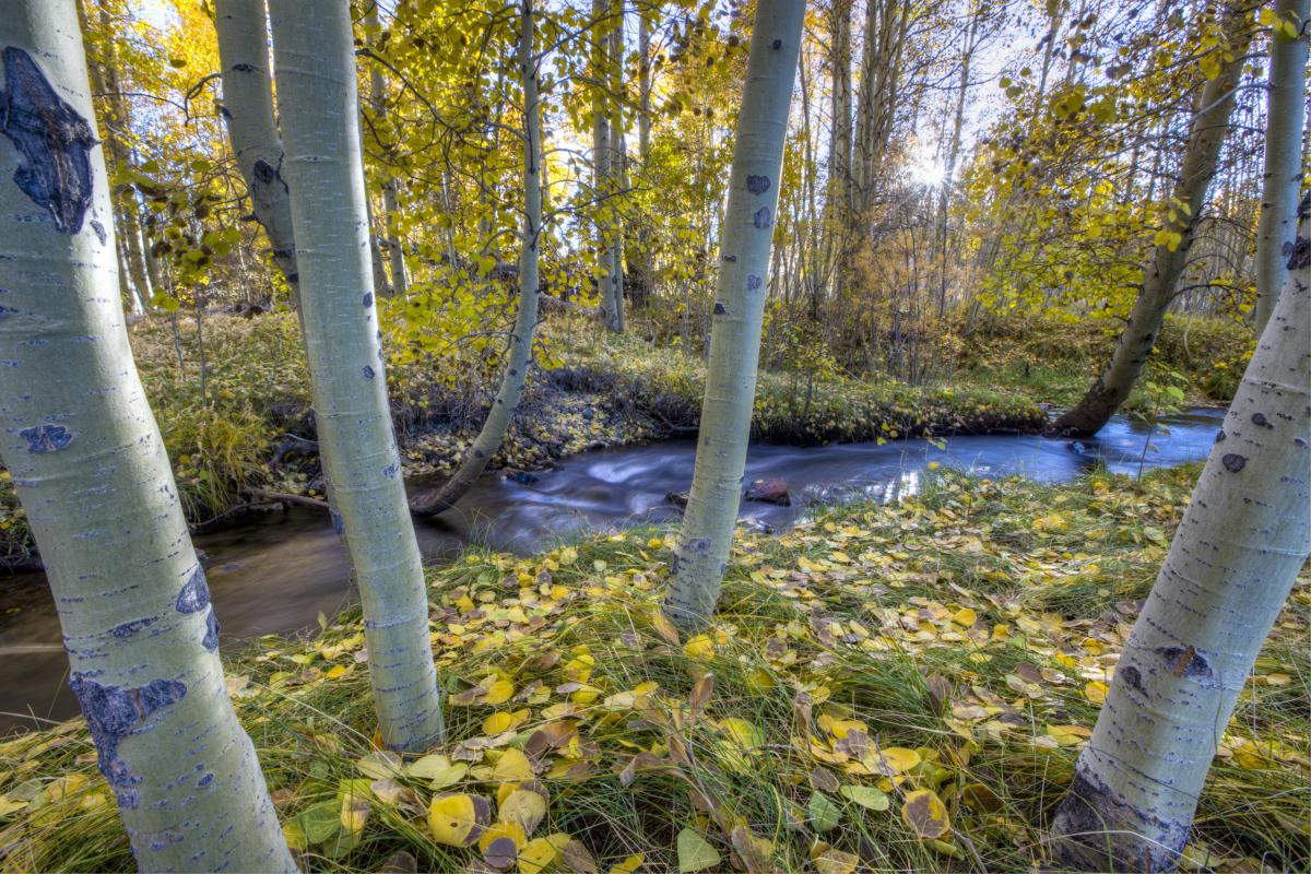 Virginia Creek, California