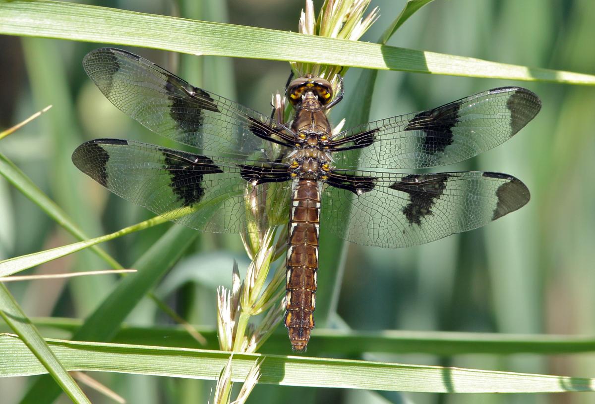 Common Whitetail Dragonfly