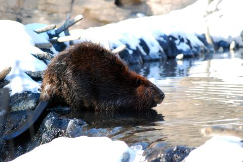 Beaver In The Snow
