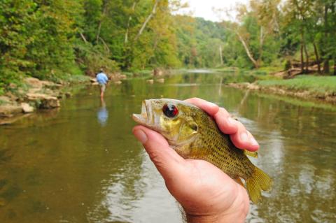 Rock Bass On The Blue River