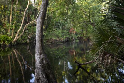 Wekiva River, Florida
