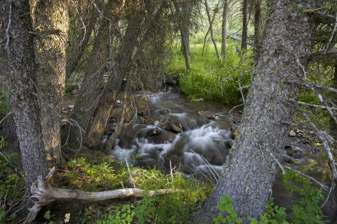 Bailey Creek, Wyoming